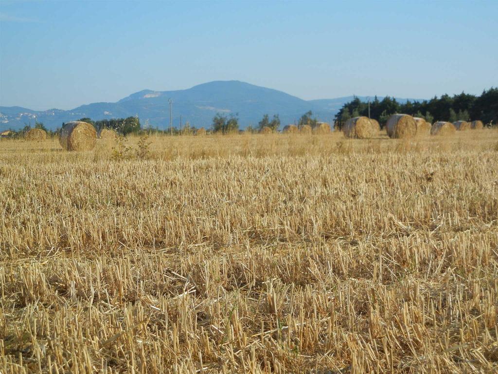 ריוטורטו Azienda Agrituristica Le Betulle מראה חיצוני תמונה